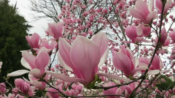 Cvetet-magnoliya-gelendzhik